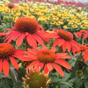 Meet your Posher, Alison